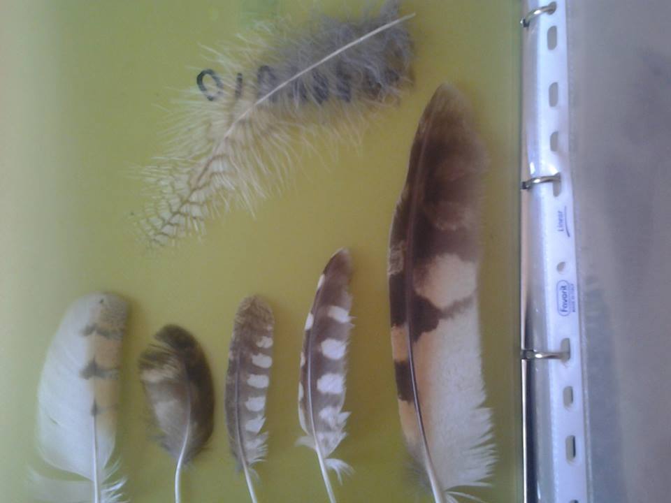 Sei  rapaci notturni